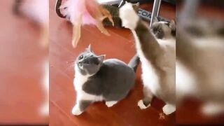 Funny cats-cat funniest ???? cute annimal