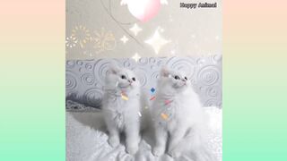 Kids Funny Videod