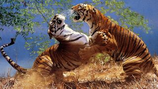 Monkey vs Tiger