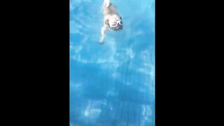 funny animal videos