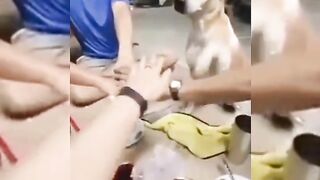Funny dogs 2023 shorts