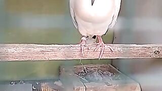 UNIQUE SOUNDING BIRD (BURUNG BERBUNYI UNIK)