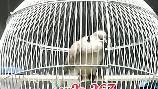 MELBOURNE SOUNDS OF BIRD