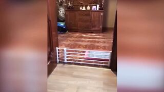 animal funny videos