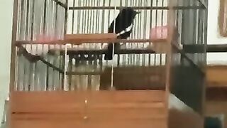 CHIRCHING BIRD (BURUNG KICAU)