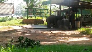 Baby Elephant