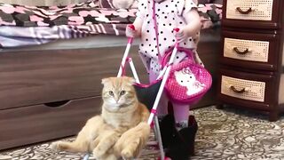 The happy life of cat and little girl. Fun