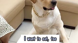 Smart dogs with many many tricks. Fun
