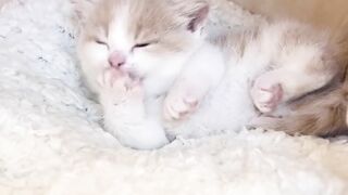 Little cat addicted to drinking milk. Fun