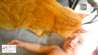 Cute Cats  Shows Love | Sharing Love | to Humans - Part 2