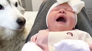Husky dog next to the baby every day.. fun
