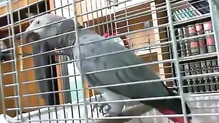 Parrot