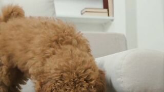Baby dog - cute and funny dog video...