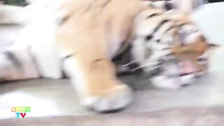 Tiger For Kids | Animal Videos For Children | Kids Tv Animals | Kids Videos | Animal World
