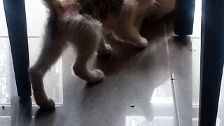 Cute cats 39