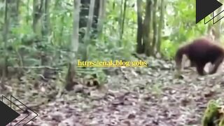 Bayangin burung hantu jadi kurir paket