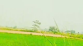Jutt cattle for m