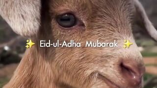 Hajj ya Umrah me shirkat ka sawwab