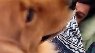 Funny Dog willing to sleep
