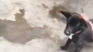 Funny Dog video 5