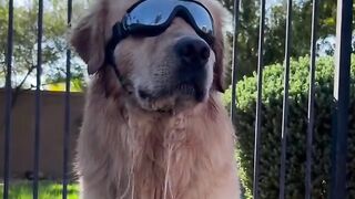 Funny Dog video 6