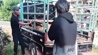 Funny video
