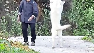 A smart dog who always helps his master with his work