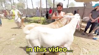 Rajab family vlogs