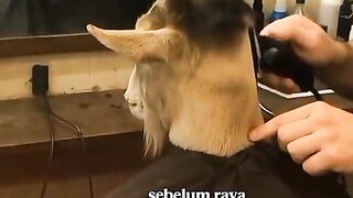 Funny video