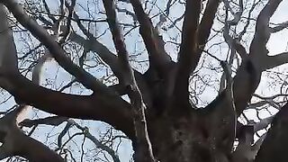 The Inkaya Tree, a 610-year-old giant, is the largest tree in Turkey.