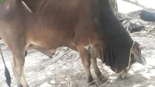 Qurbani 23