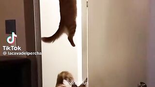 Юмор прикол 2