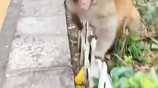 Funny monkey 23