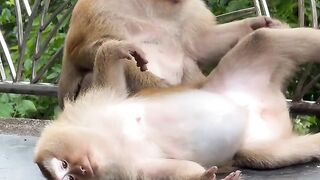 Monkey Helping Each Other