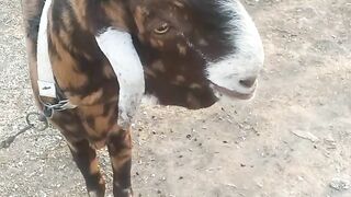 Beautiful bakra 2