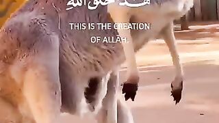 Islamic video 215