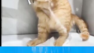 বিড়ালের সাথে এটা কি হয়ে গেল ????????????