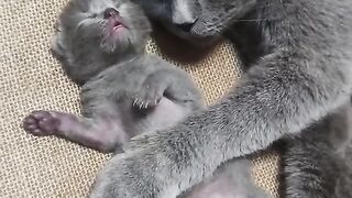 МАМА КОТКА 2