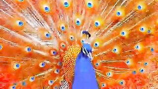 peacock bird