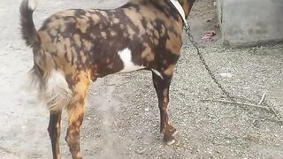 Home breed bakra