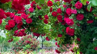 Very Beautiful❤❤❤❤❤❤❤