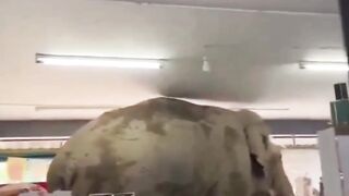nih gajah pasti cari seblak ????????