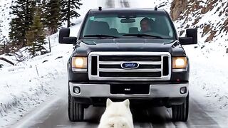 Mother snow wolf