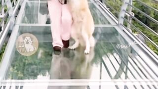 Funny dog video 15