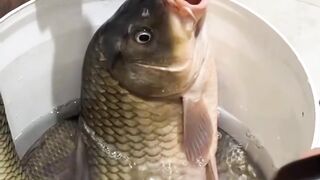 Fish_drinking_wine