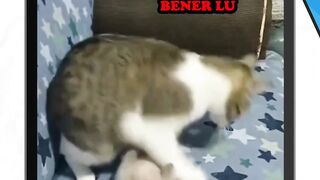 Rewel bener lu