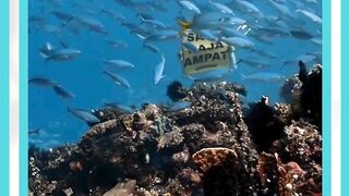 save raja ampat