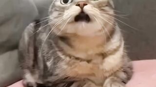 cut cat 8