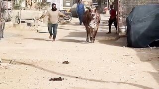 #Qurbani 2025 #