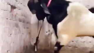 Goat Break the Wall by his Head